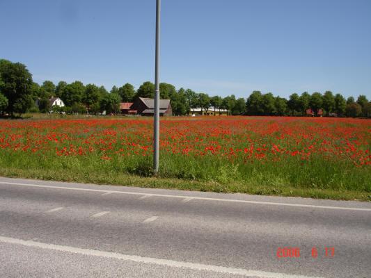Lelle086.jpg